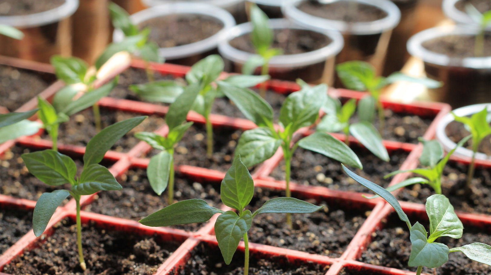Od kilku tygodniu do dwóch miesięcy trwa wytworzenie z nasiona sadzonki nadającej się do wsadzenia do gruntu. (zdj.: Adobe Stock)