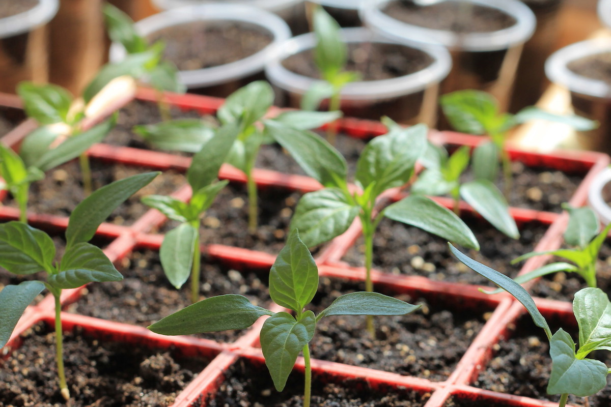 Od kilku tygodniu do dwóch miesięcy trwa wytworzenie z nasiona sadzonki nadającej się do wsadzenia do gruntu. (zdj.: Adobe Stock)