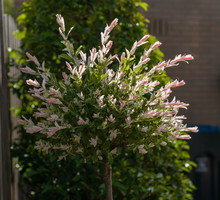 Odpowiednio poprowadzona wierzba całolistna (salix integra) z powodzeniem nadaje się na drzewa wzbogacające rabaty, osiąga bowiem do dwóch metrów wysokości. (zdj.: Adobe Stock)