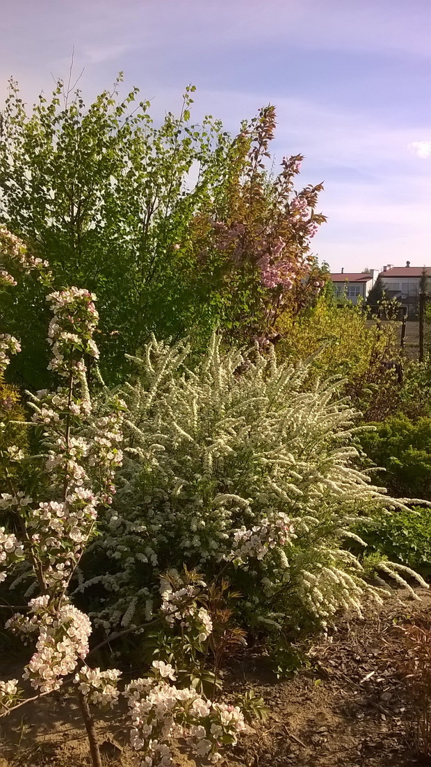 Ogród na wiosnę. Ukwiecone tawuły wczesne i wiśnia piłkowana " Kanzan"