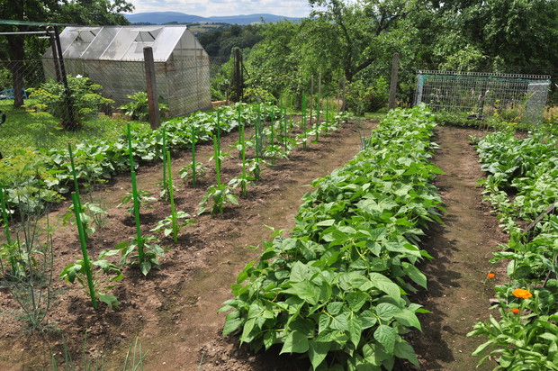 Ogródek warzywny, zdrowe i smaczne warzywa dojrzewają w pełnym słoneczku i czekają na swoją kolej...