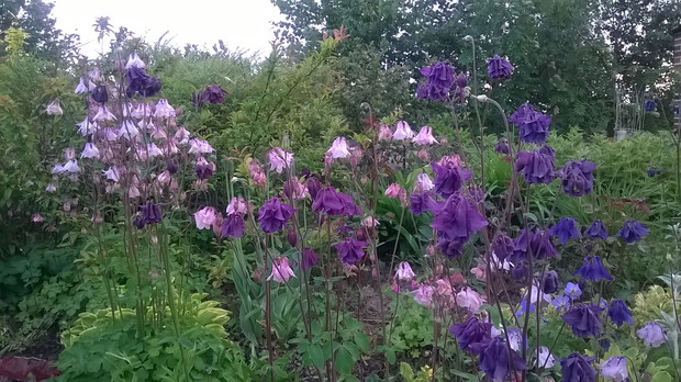 Orliki sieją się po całym ogrodzie.