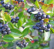 Owoce aronii są przepastną skarbnicą składników pozytywnie wpływających na zdrowie. Witaminy C,P, K, kwas foliowy oraz bogactwo minerałów - tych składników dostarczymy dzięki aronii swojemu organizmowi. (zdj.: Adobe Stock)