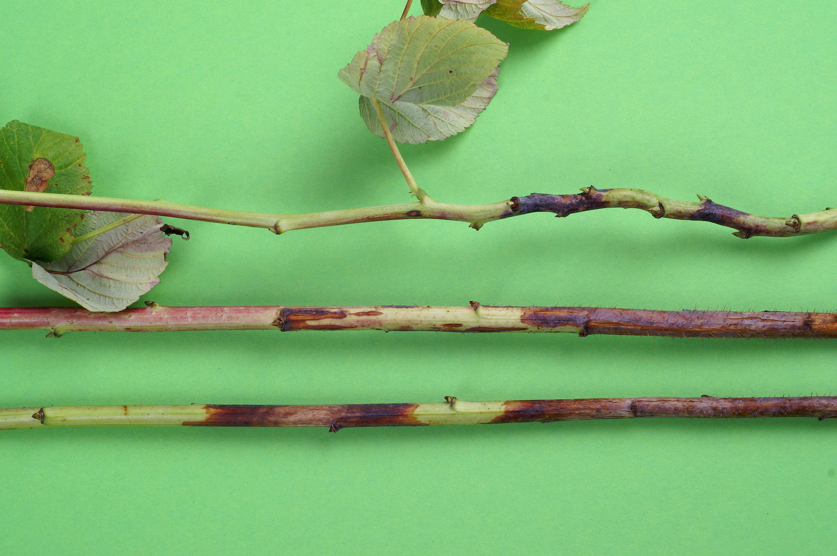 Owocniki grzyba znajdują się w ciemnych plamach, które znaleźć możemy na praktyczne każdej części rośliny. Porażonych elementów należy się bezwzględnie pozbyć. (zdj.: Adobe Stock)