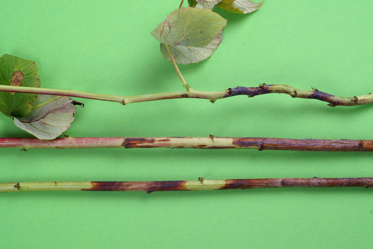 Owocniki grzyba znajdują się w ciemnych plamach, które znaleźć możemy na praktyczne każdej części rośliny. Porażonych elementów należy się bezwzględnie pozbyć. (zdj.: Adobe Stock)