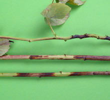 Owocniki grzyba znajdują się w ciemnych plamach, które znaleźć możemy na praktyczne każdej części rośliny. Porażonych elementów należy się bezwzględnie pozbyć. (zdj.: Adobe Stock)