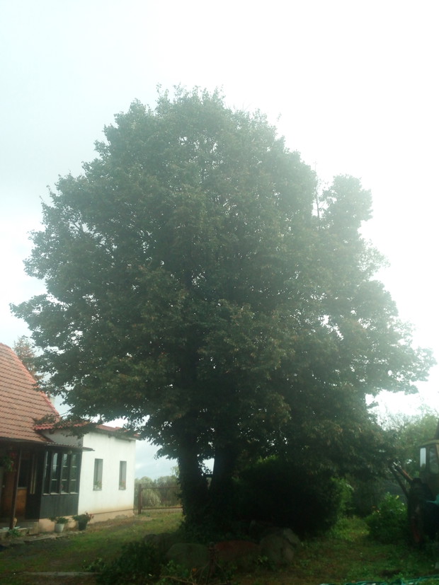 Ozdobna , przepiękna, pachnąca wieloletnia lipa.