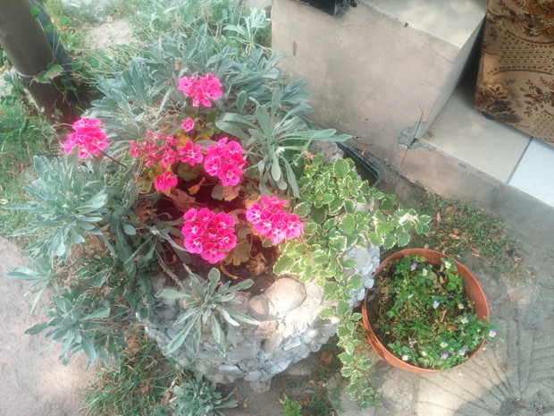 Pelargonie i bratki zachwycają wyglądem i poprawiają nastrój.