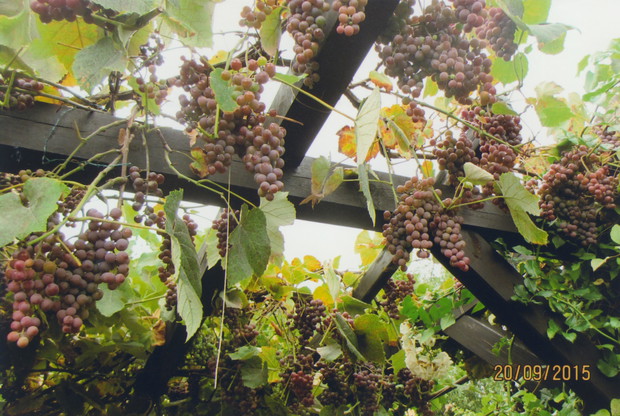 Pergola winogronowa.