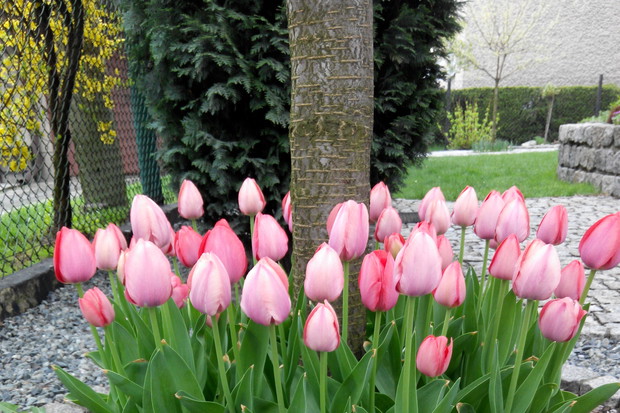 Pierwsze kwiaty w ogrodzie.