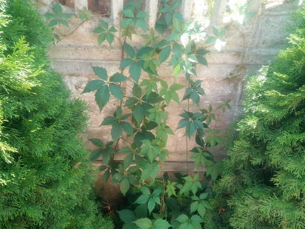 Pnącze niedługo porośnie płot. Ależ będzie wtedy pięknie.