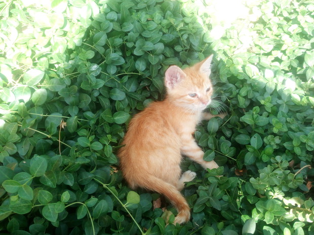 Pnącze pnie się i pnie...