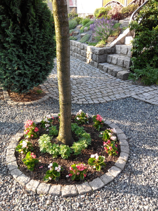 Pod wiśniami ozdobnymi każdego roku rosną inne kwiaty sezonowe.