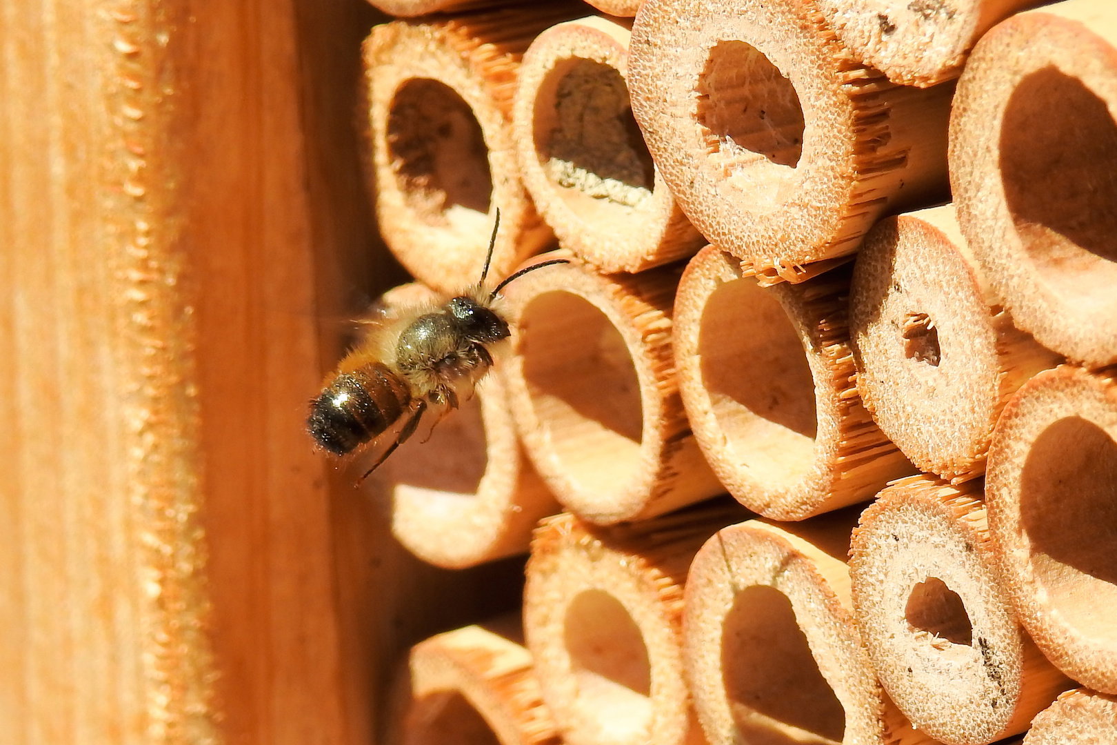 Popularny "hotel dla owadów" nie jest trudny do przygotowania. Wystarczy pociąć i związać ze sobą kilka pustych w środku źdźbeł trzciny i odłożyć je w sprzyjającym miejscu. (zdj.: Adobe Stock)