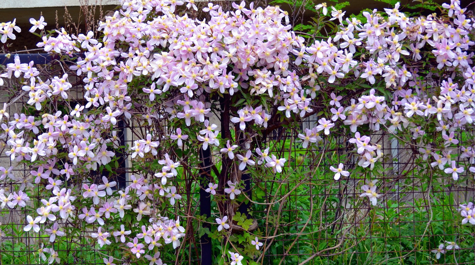 Powojniki z powodzeniem hodować możemy również przy ogrodzeniach, które służyć będą za idealną podporę. (zdj.: Adobe Stock)