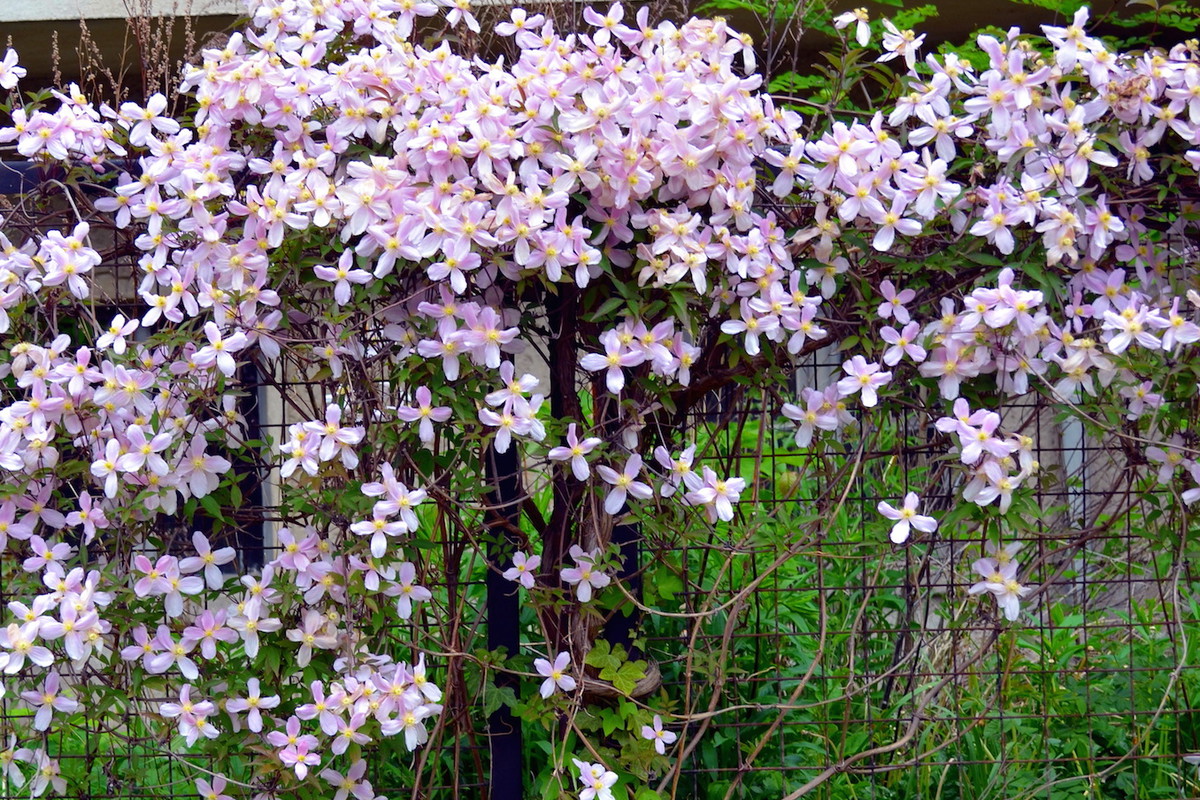 Powojniki z powodzeniem hodować możemy również przy ogrodzeniach, które służyć będą za idealną podporę. (zdj.: Adobe Stock)