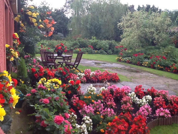 Przed ogrodek  obowiazkowo z begoniami w robi glownej