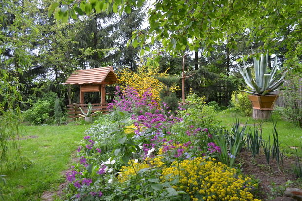 Przy studni i przy płocie wiejskim, wszędzie im dobrze.