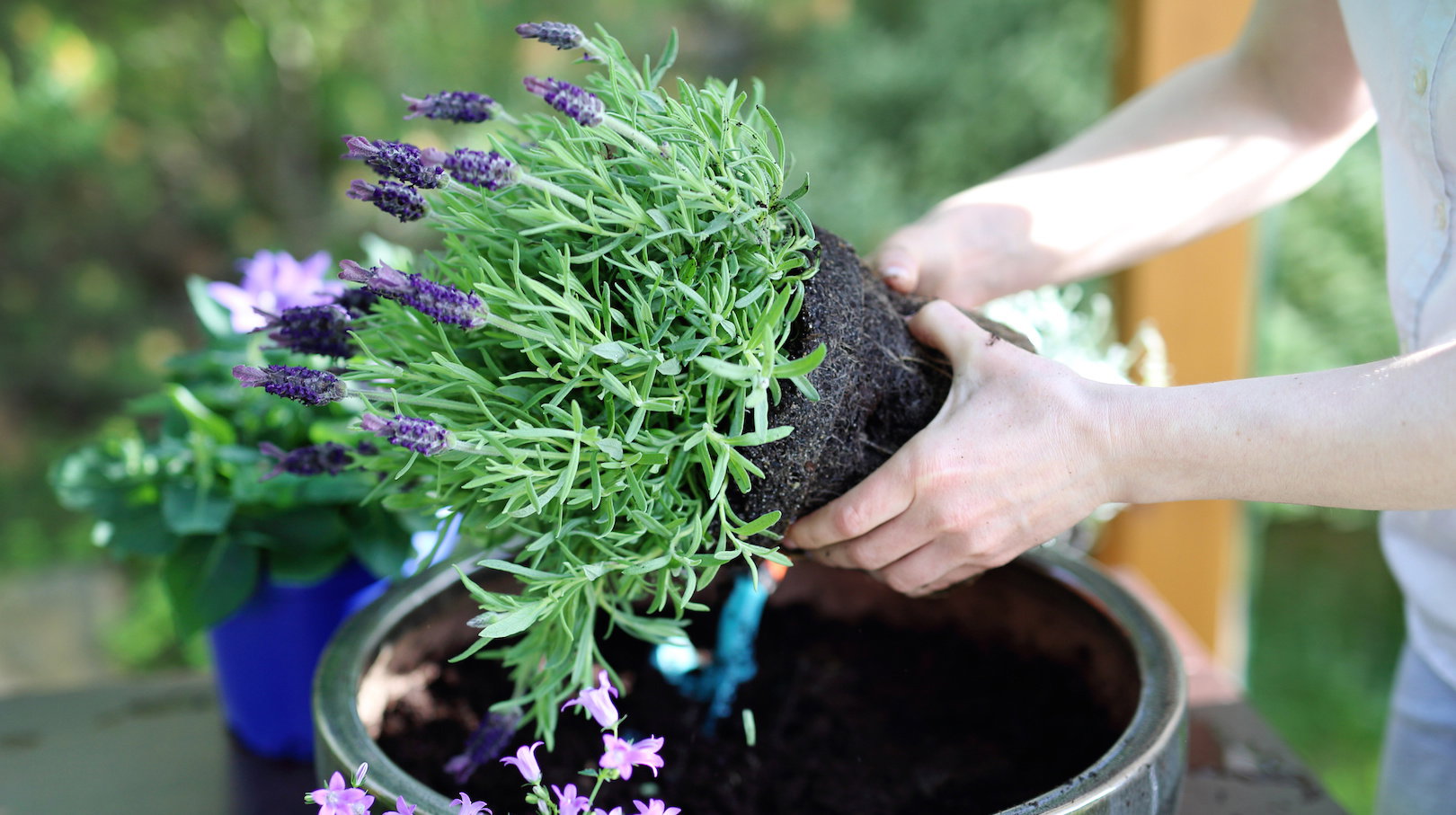 Przycinanie lawendy po kwitnieniu sprzyja dodatkowym zabiegom - warto choćby rozluźnić ziemię wokół korzeni. (zdj.: Adobe Stock)