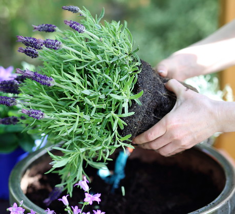 Przycinanie lawendy po kwitnieniu sprzyja dodatkowym zabiegom - warto choćby rozluźnić ziemię wokół korzeni. (zdj.: Adobe Stock)