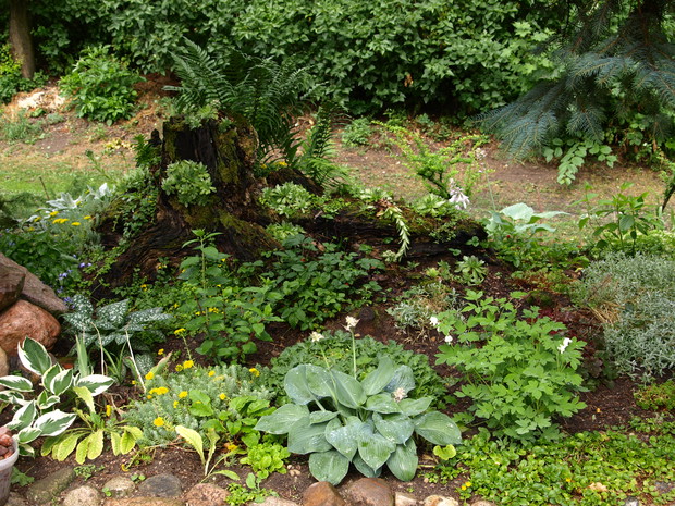 Rabata na starym pniu z innej perspektywy