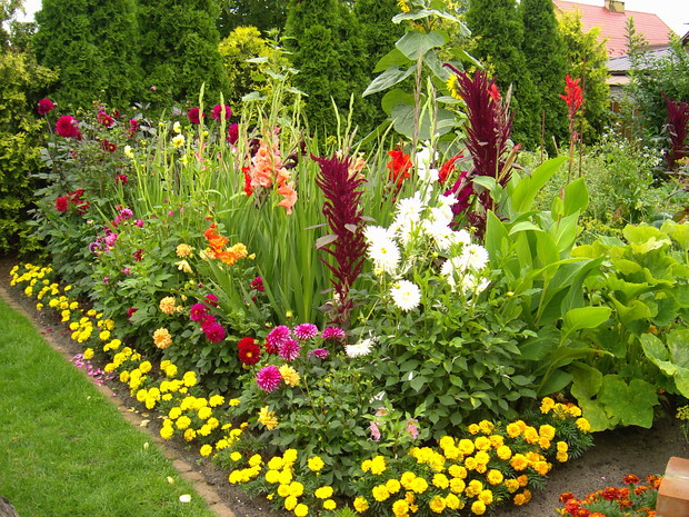 Rabatka z daliami i mieczykami