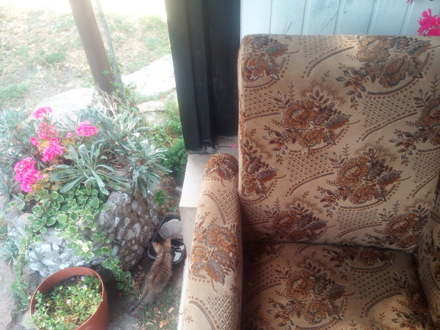 Relaks na fotelu przy pelargoniach i bratach. Ach co to za widok i zapach.