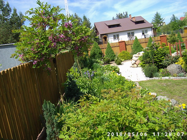 Robinia akacjowa. Kwitła w tym roku już 3 razy