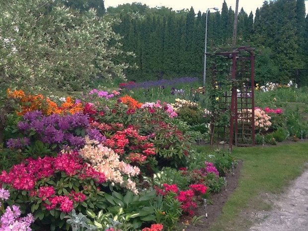 Rododendrony  moja pasja