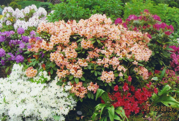 Rododendrony też odpłacają się cudownymi kwiatami.