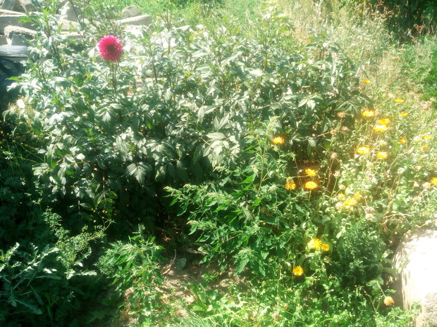 Rośliny w linii poziomej komponują się wspaniale ,a połączenie dalii i nagietków wręcz perfekcyjnie.