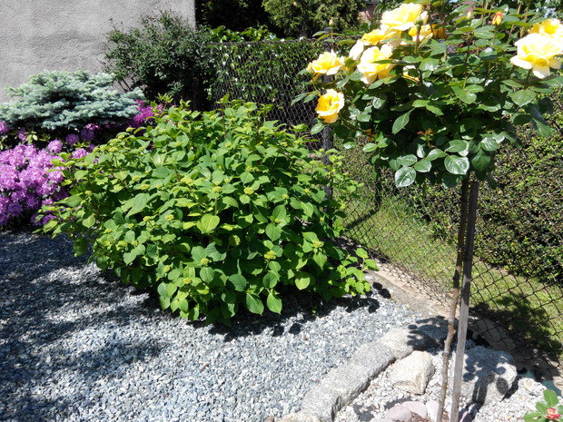 Róża szczepiona na pniu pieknie pachnie.