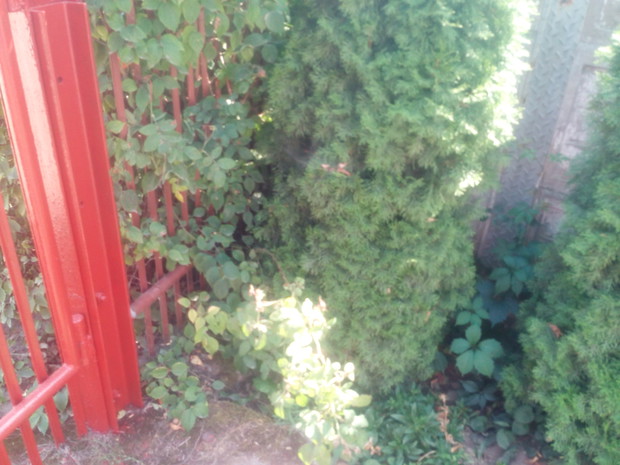 Róża? Tak i to taka, która pnie się po kratce.