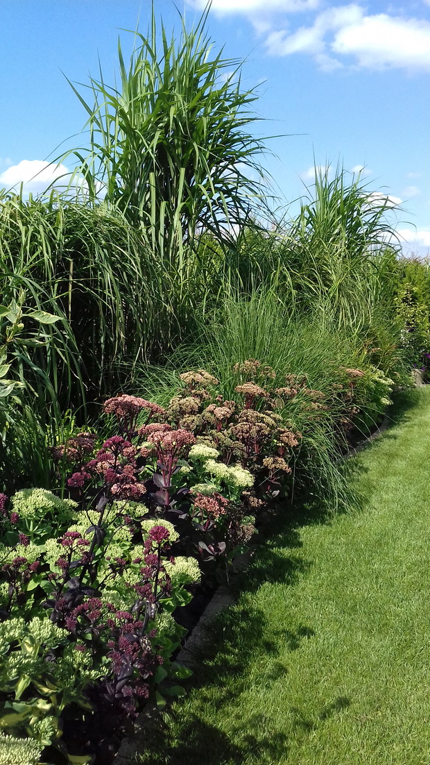Rozchodniki świetnie wygladają w towrzystwie traw ozdobnych