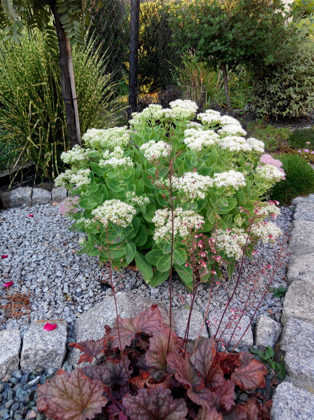 Rozchodniki to kwiaty późnego lata.