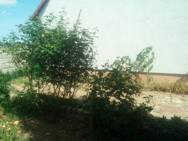 Róże pnące, kolorowe, rozłożyste, z szybkim przyrostem, z małym przyrostem? Jasne , że tak , gdyż ogród bez róż niewygląda tak samo. One go upiękrzają wyglądem i zapachem.