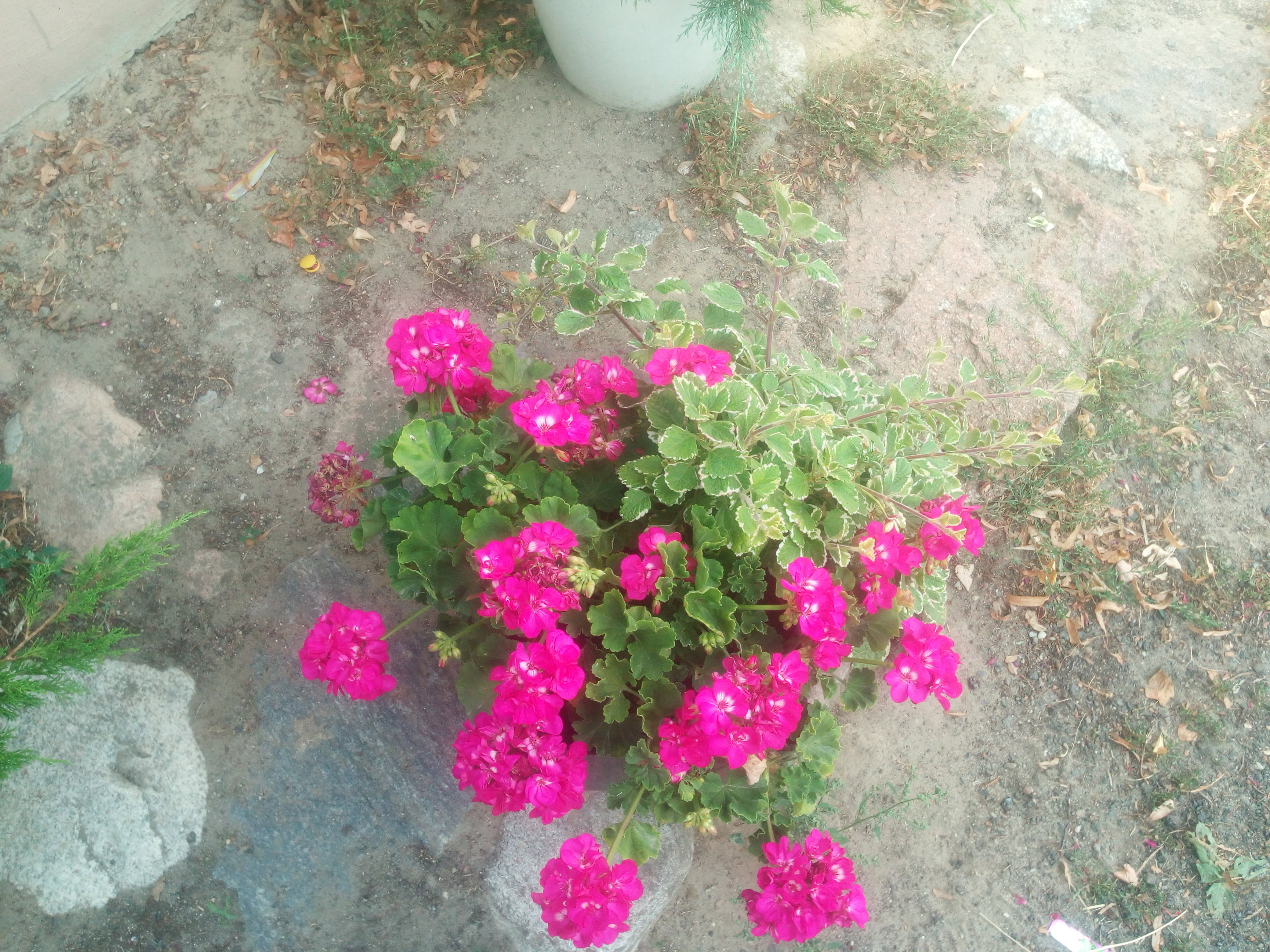 Różowa doza przyjemności, czyli wielkokwiatowa pelargonia.