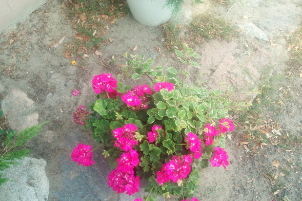 Różowa doza przyjemności, czyli wielkokwiatowa pelargonia.