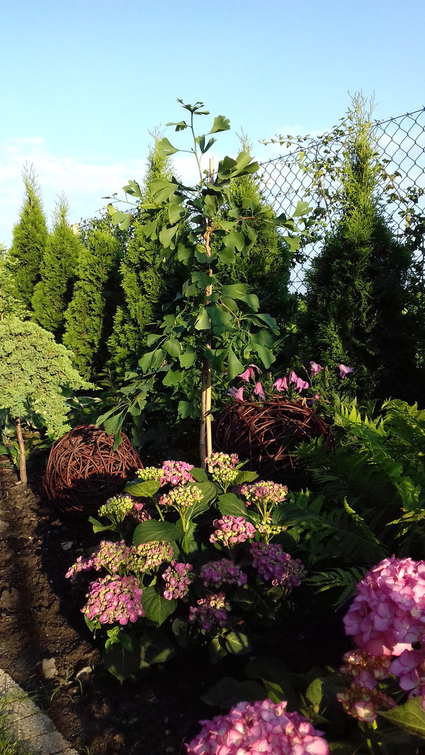 Różowy zakątek naszego ogrodu