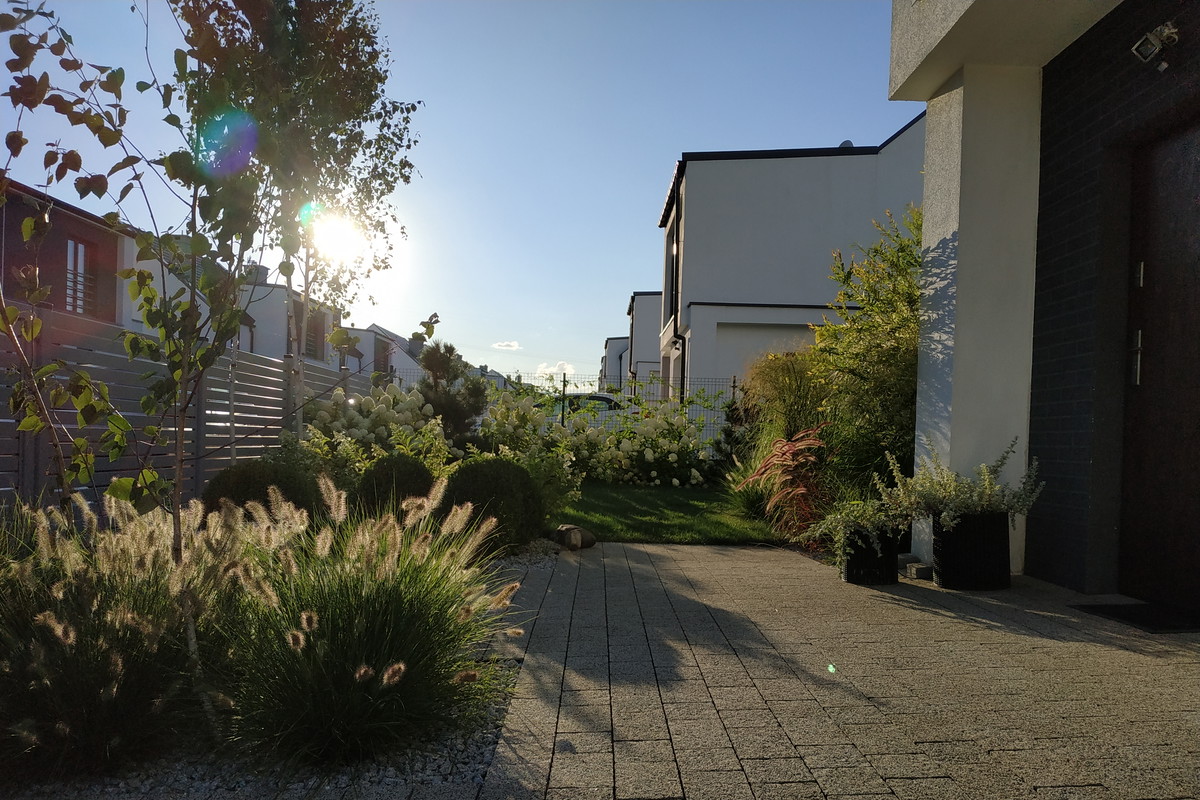 Rozplenice japońskie