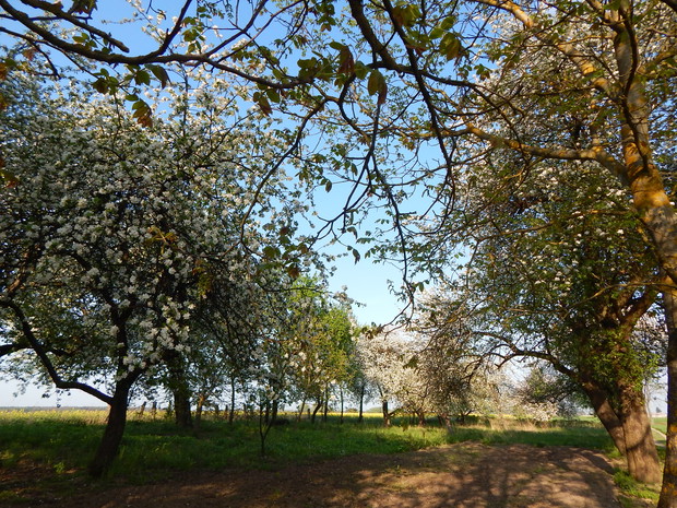 Sad przez który prowadzi droga dojazdowa