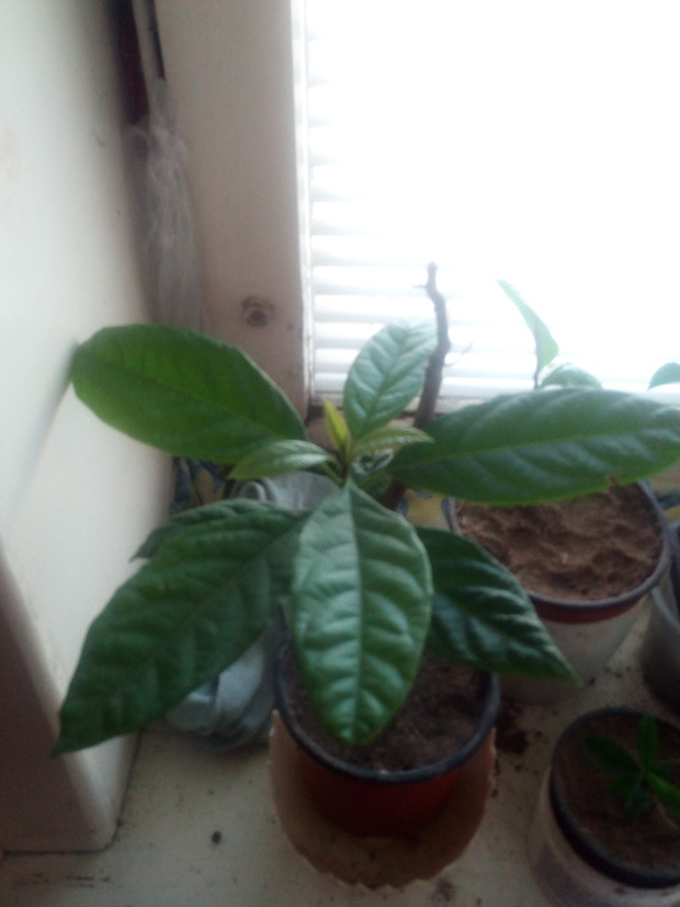 Satysfakcja większa, gdyż awokado wychodowane jest z pestki.