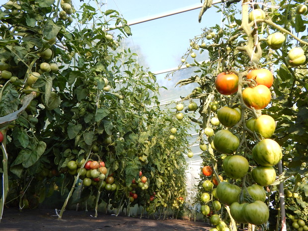 Sezon pomidorowy w nowej folii 