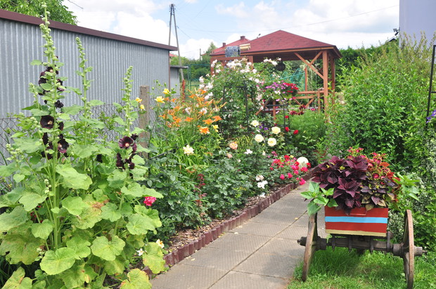 Skwerek różany i malwa która sama się nasiała. Ścieżka która prowadzi do domu gdzie chce sie przystanąć i zadumać.