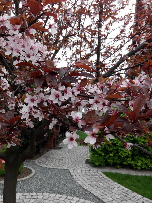 Śliwowiśnia ozdobna zawsze zachwyca mnóstwem kwiatów !