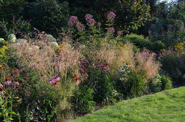 śmiałek darniowy wśród bylin