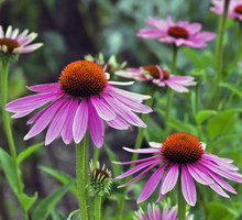 Strzeliste kwiatostany jeżówki wąskolistnej (echinacea angustifolia) w połączeniu z kłębiastą podstawą tworzą idealną roślinę rabatową. (zdj.: Adobe Stock)