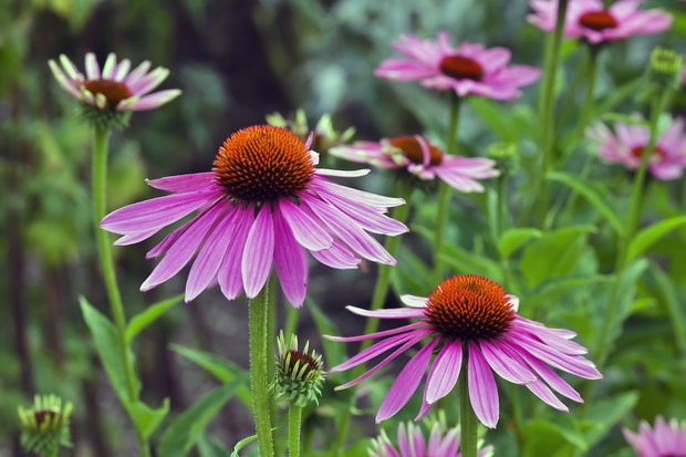 Strzeliste kwiatostany jeżówki wąskolistnej (echinacea angustifolia) w połączeniu z kłębiastą podstawą tworzą idealną roślinę rabatową. (zdj.: Adobe Stock)