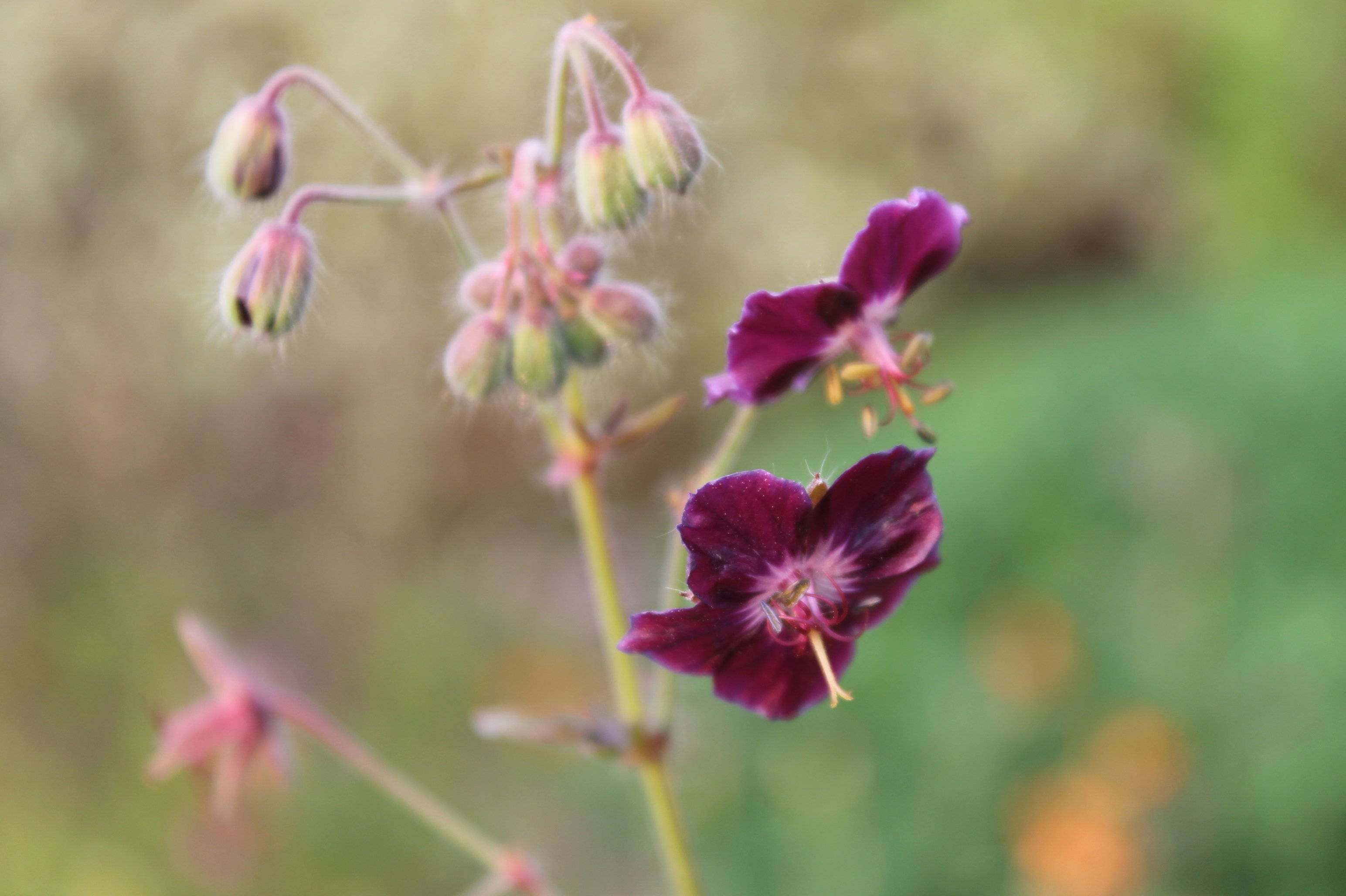 Subtelny urok Bodziszka żałobnego