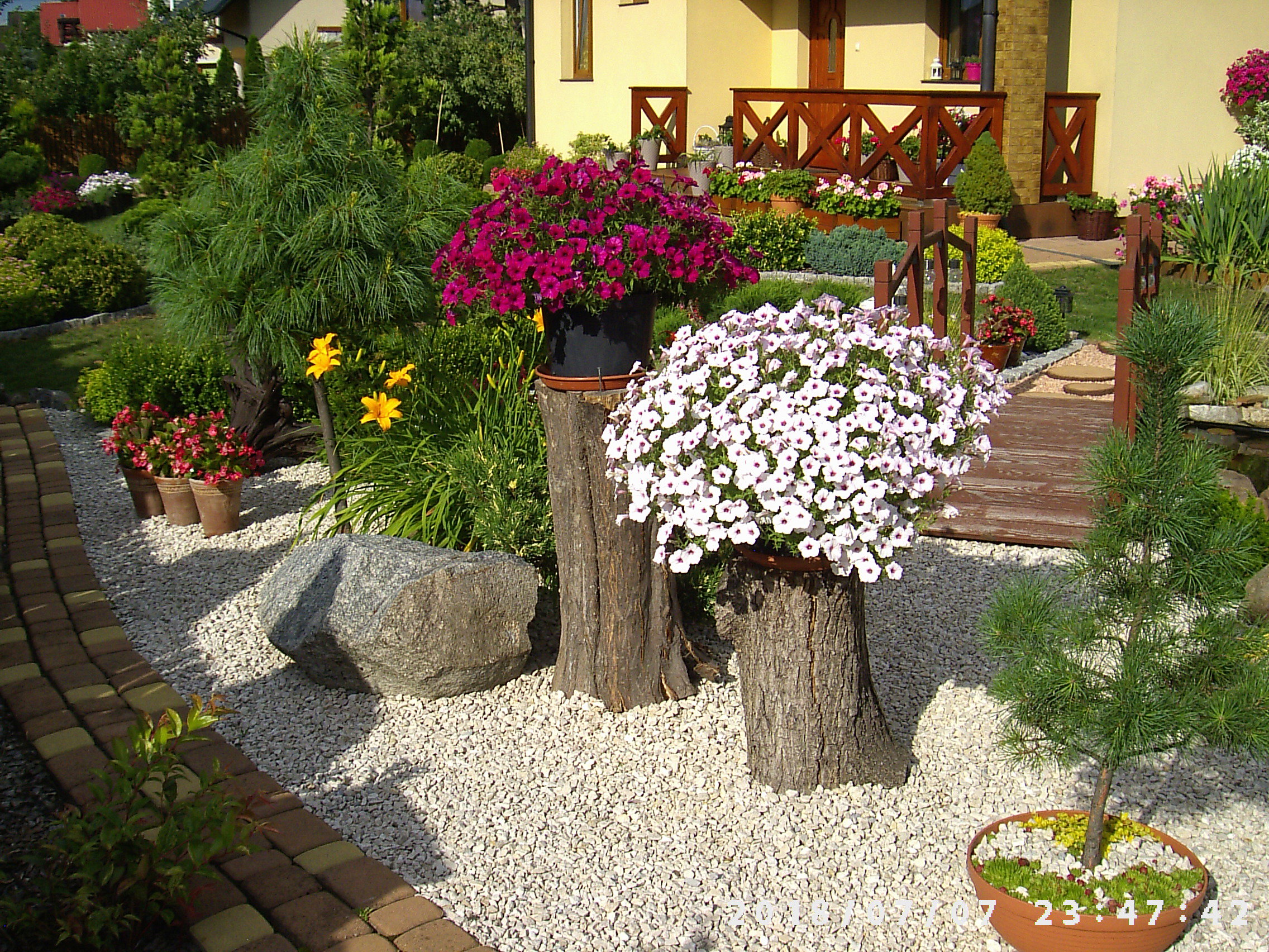 Surfinie na pieńkach